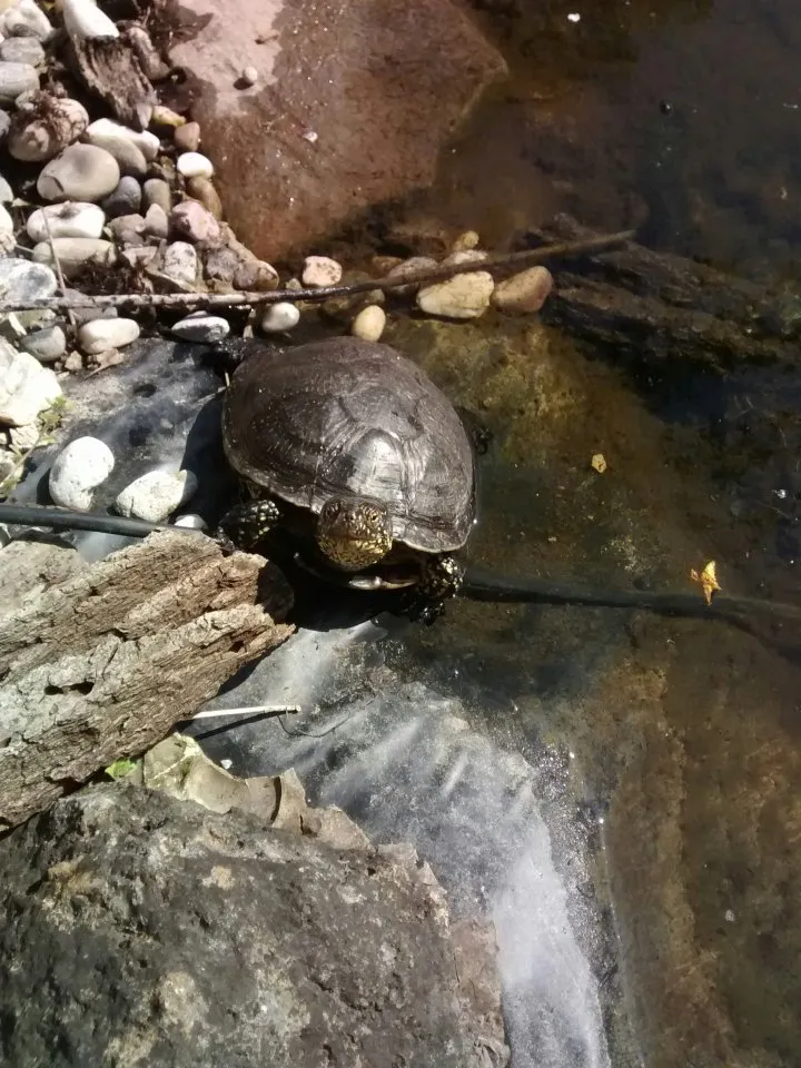 Emys Orbicularis, Männchen 08/2019