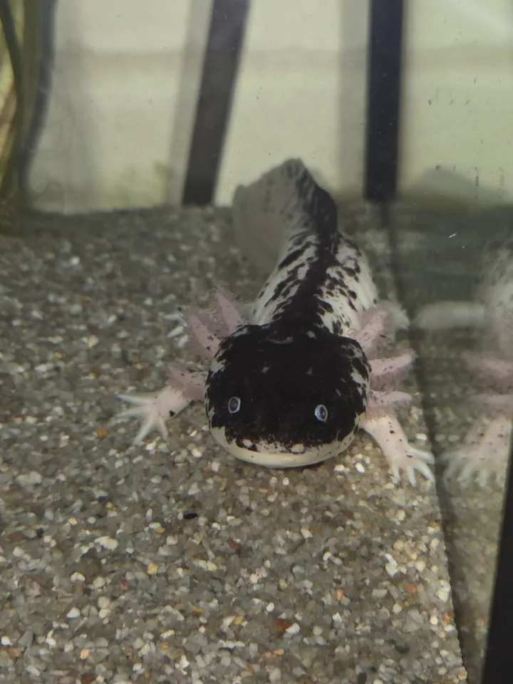 5 Axolotl abzugeben