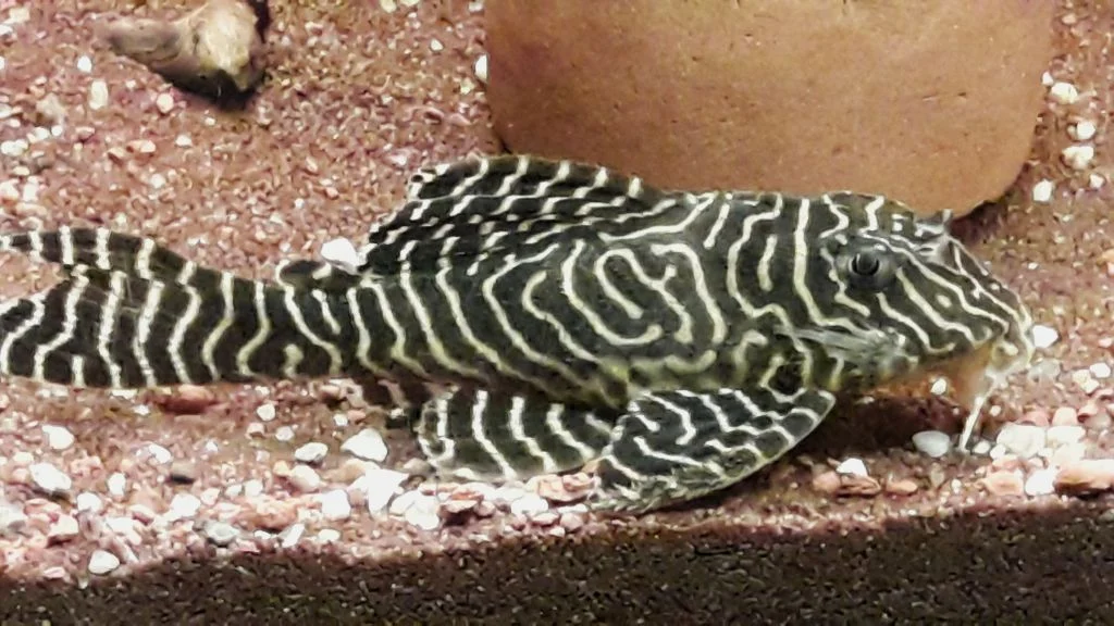 Hypancistrus L 333 , Königstigerharnischwelse, White Line 3/1 adult  abzugeben