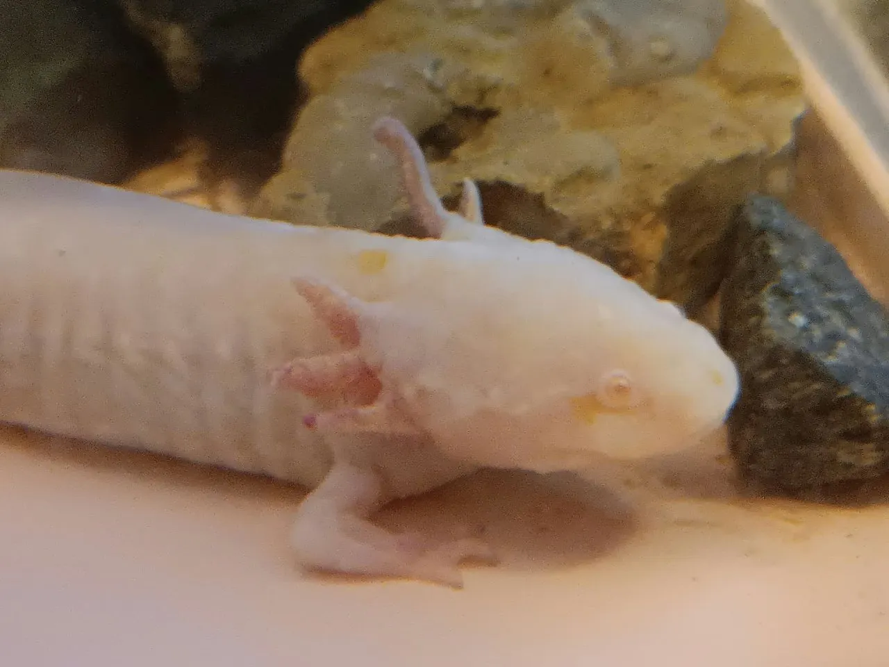 Gerettetes Pflege-Axolotl ,Soap sucht nach einem Zuhause