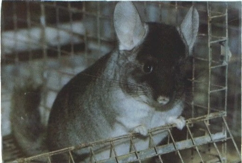 chinchillas..