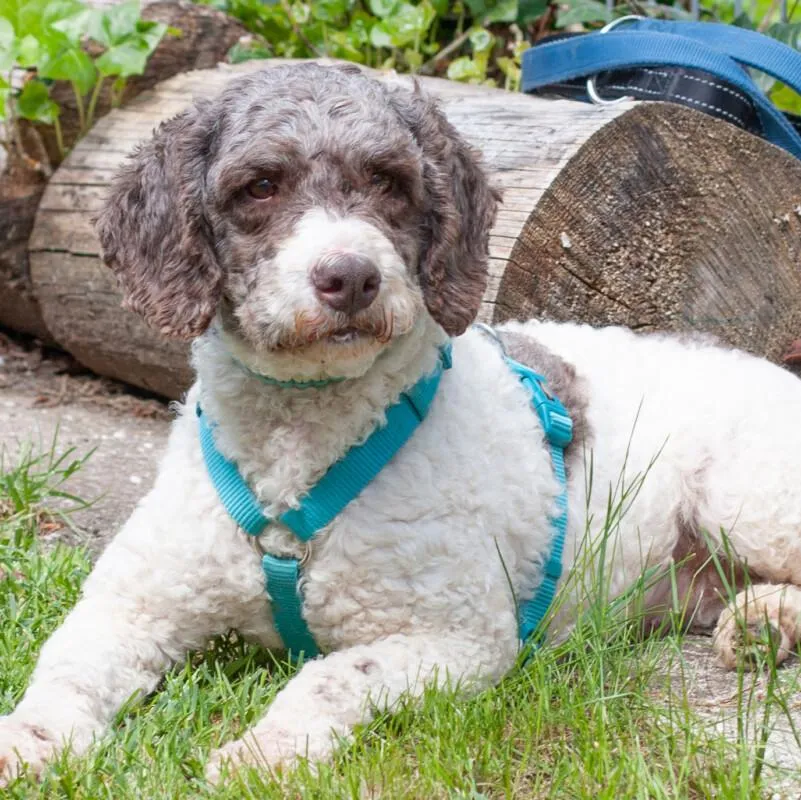 REBECCA - Lagotto Romagnolo - 1 Jahr - Tierhilfe-Franken e.V.
