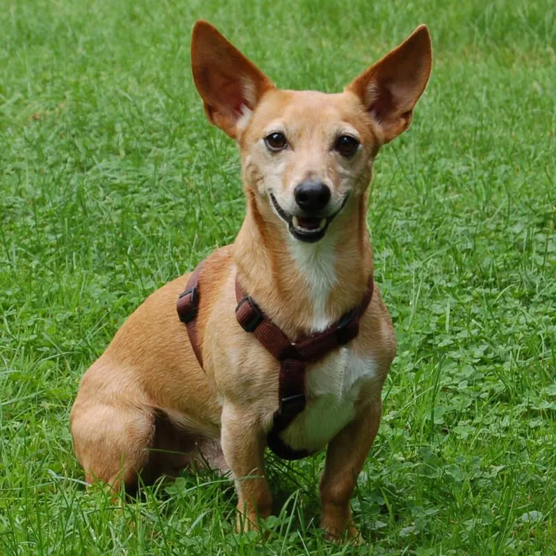 FUSSELCHEN - Mix - 9 Jahre - Tierhilfe-Franken e.V.
