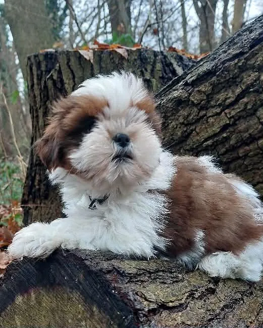 Shih Tzu Welpen suchen ein Zuhause