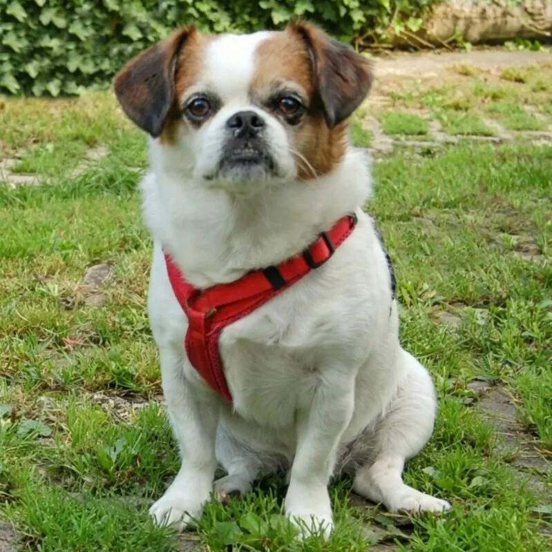 MR. JOSCHI - männlich  8 Jahre  29 cm  9 kg  Jack-Russel-Pekinese-Mix  Gechipt  Kastriert
