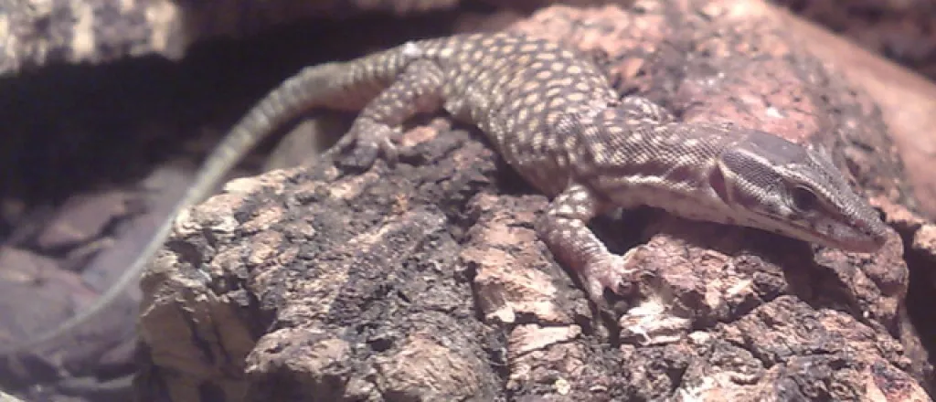 Abzugeben: Varanus acanthurus NZ September 2021