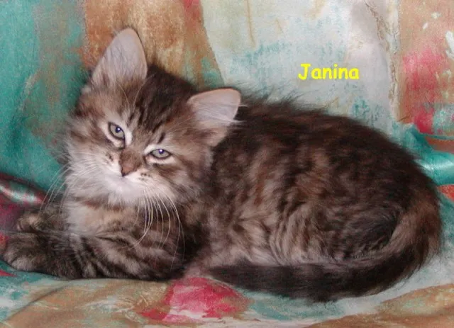 Verschmuste Sibirische Katzenbabys suchen liebevolles neues Zuhause