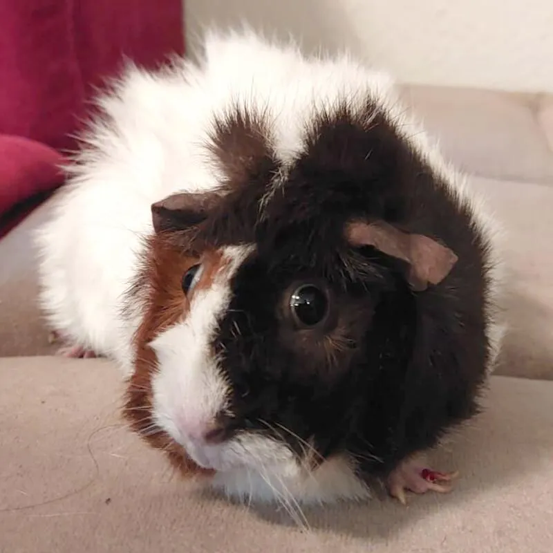 TRIXIE - Rosetten-Meerschweinchen - 5 Jahre - Tierhilfe-Franken e.V.