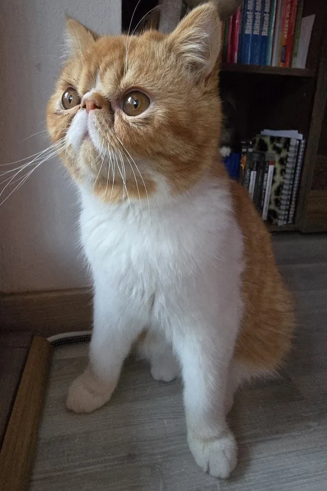 Exotic Shorthair Deckkater red tabby spotted white mit Stammbaum