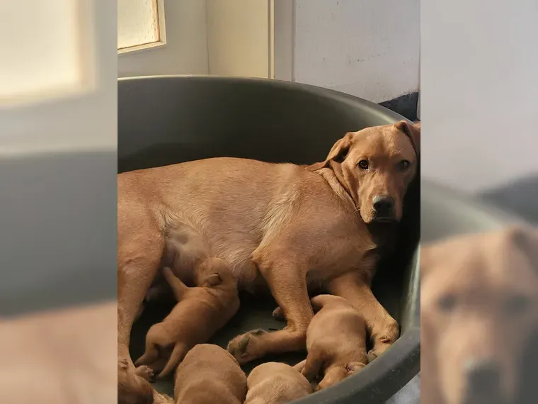 Labrador Welpen in foxred und gelb