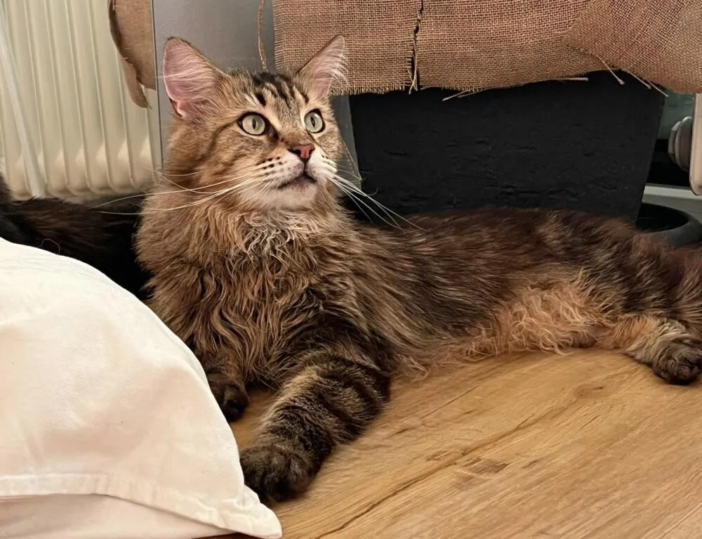 LUIS - Maine Coon - 5 Jahre - Tierhilfe-Franken e.V.