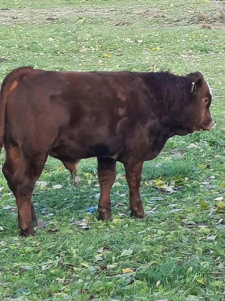 Bullenkalb zu verkaufen – Bild 1