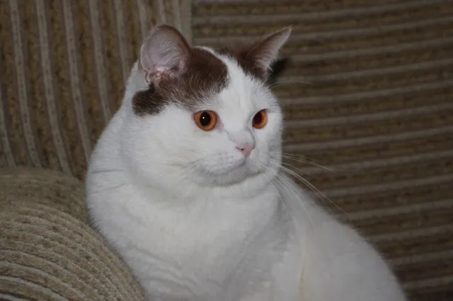 BKH Kater ( cinnamon) sucht ein neues Zuhause.