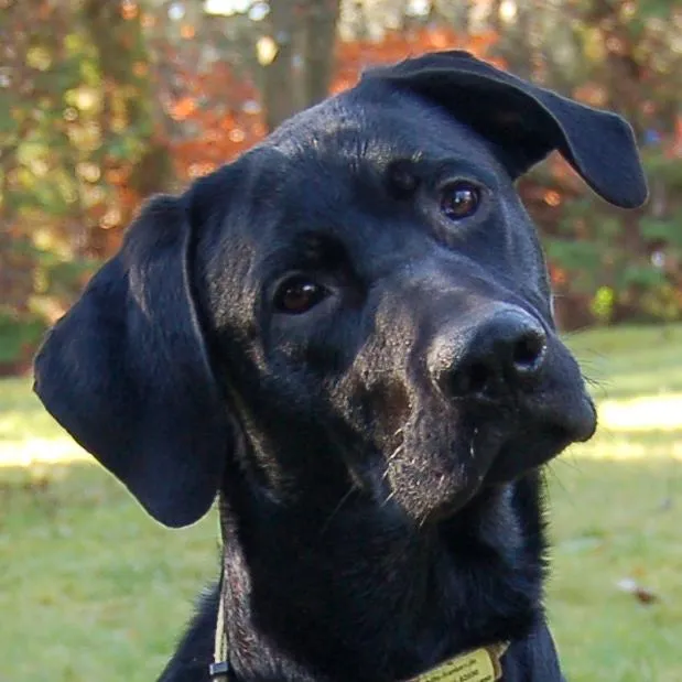 SPIKY - Labrador-Mix - 9 Monate - Tierhilfe-Franken e.V.