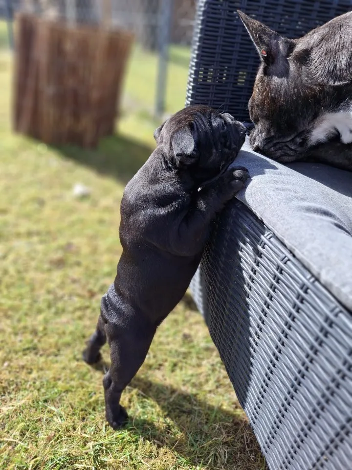 Französische Bulldogge welpen – Bild 1