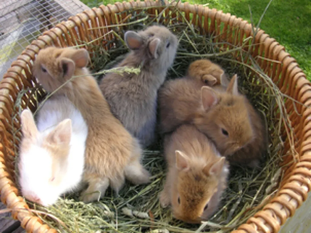 Knuffige Löwenbabys abzugeben!