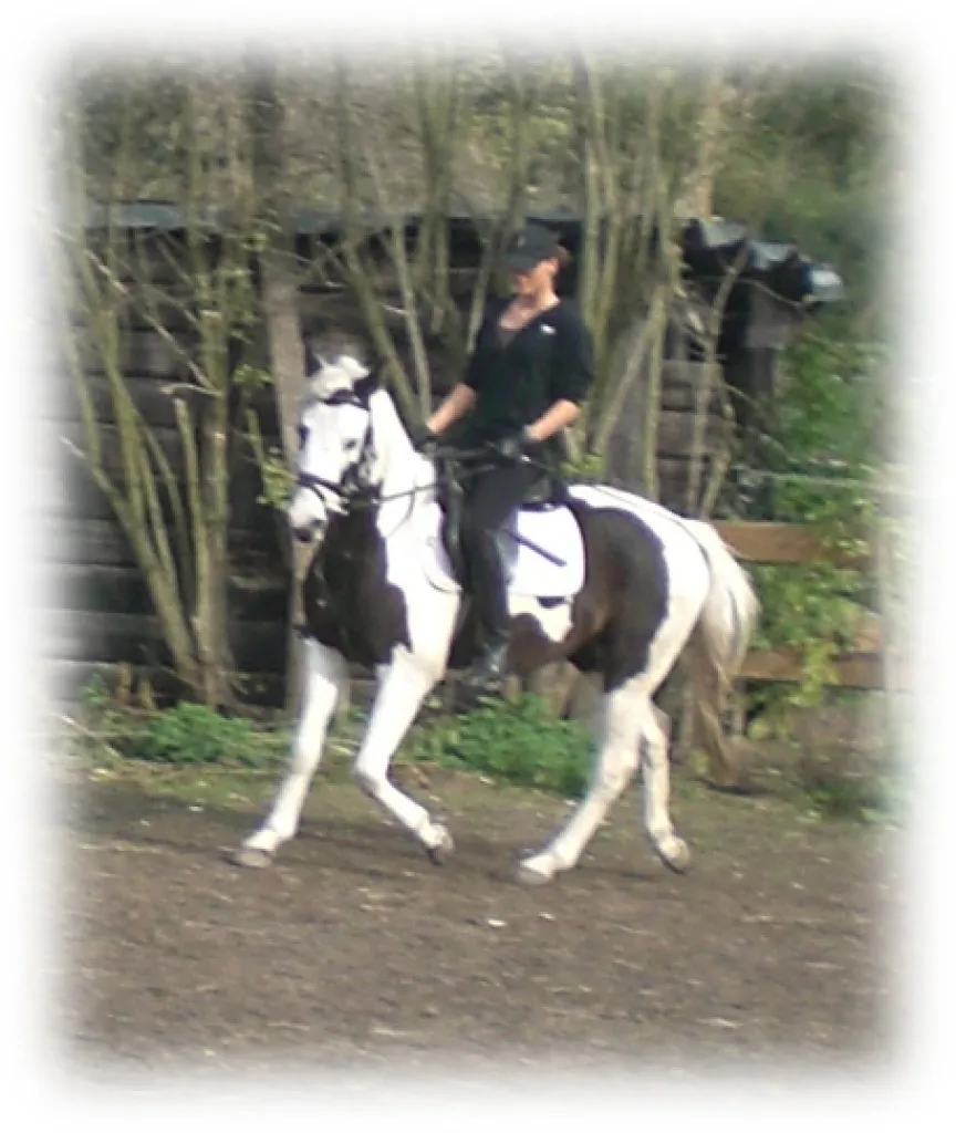 Suche eine Reitbeteiligung