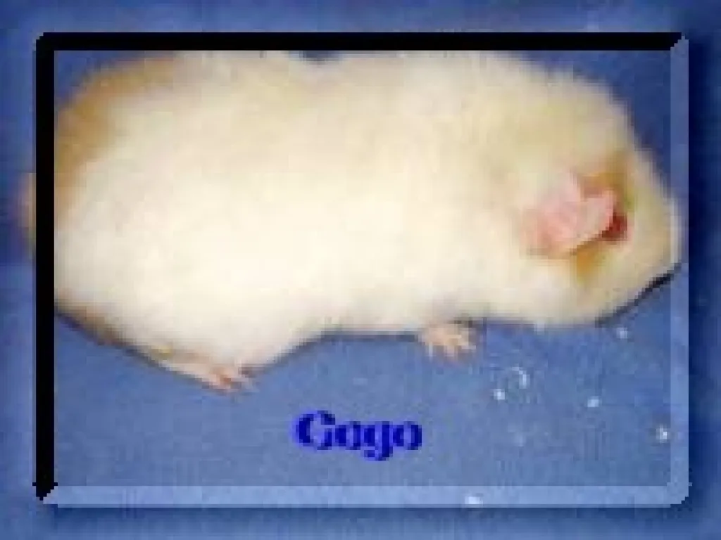 US-Teddy Meerschweinchen – Bild 1