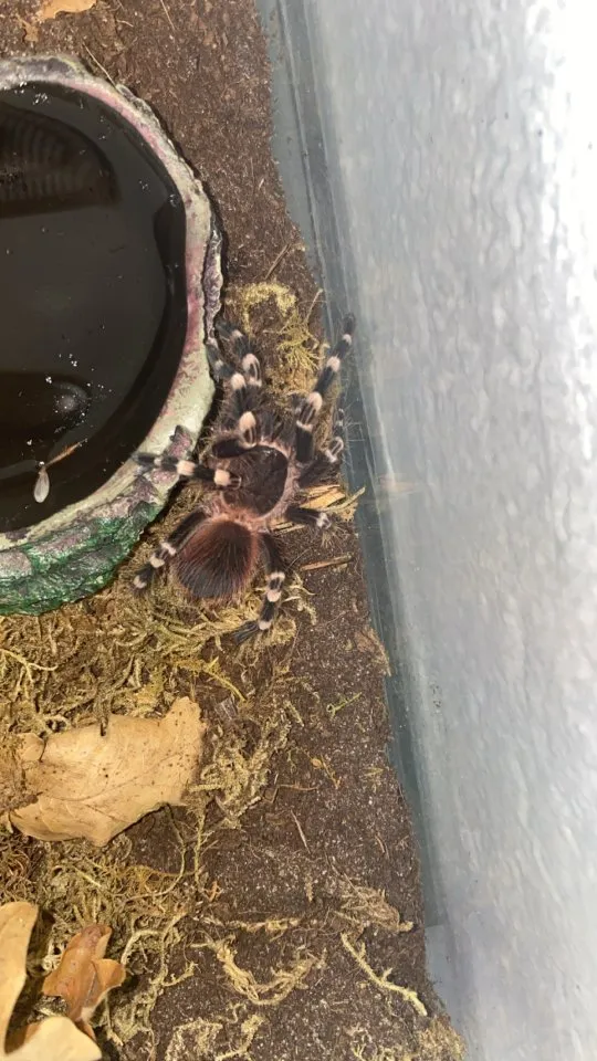 Acanthoscurria geniculata