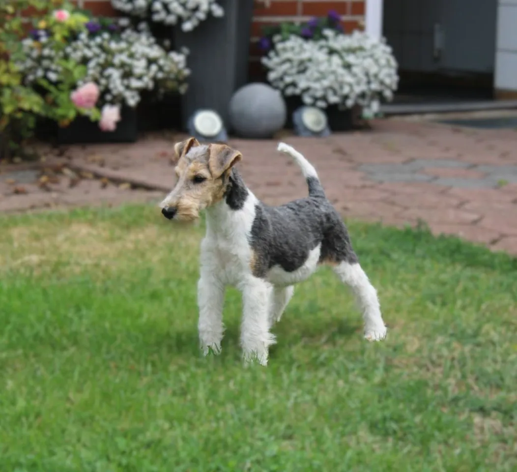 Drahthaar Foxterrier Rüde 3 Monate.