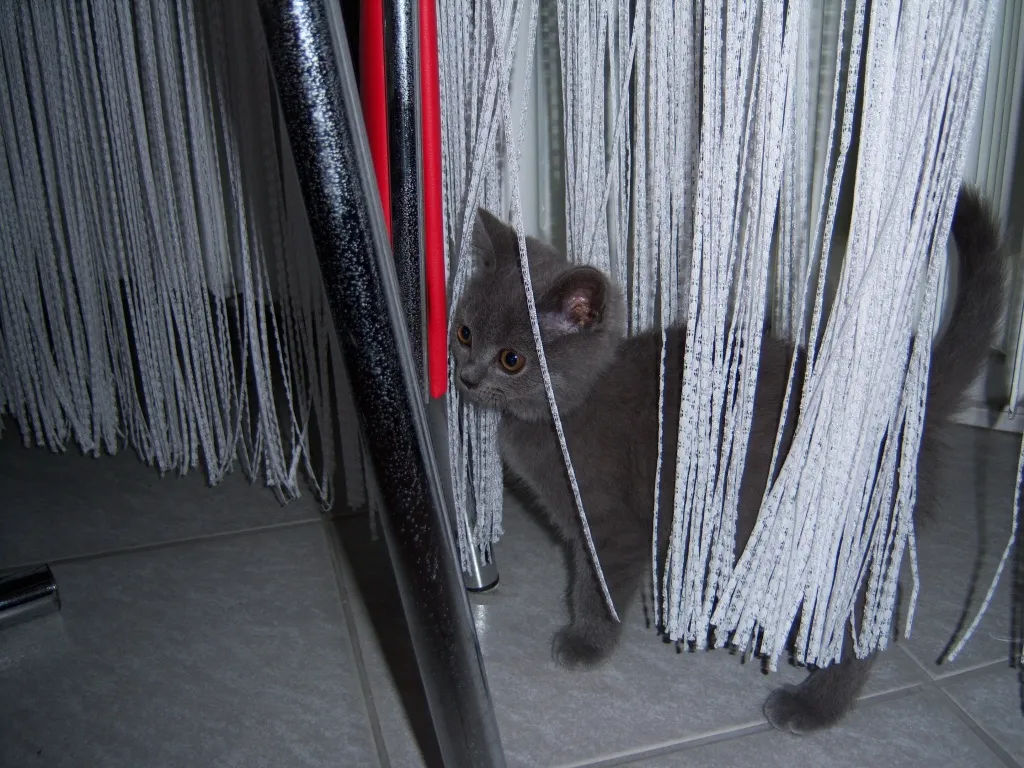 Kater 13 Wochen blau