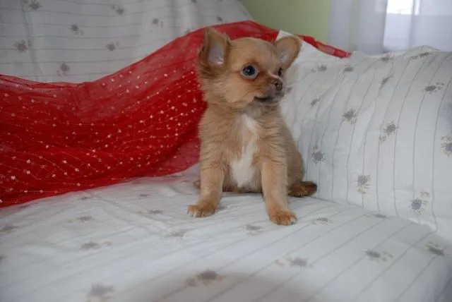 Chihuahua Welpen