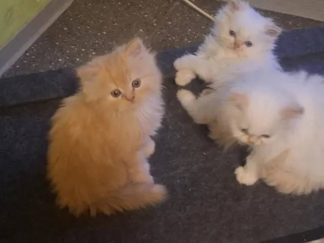 Perser Kitten mit Nase - geimpft, gechipt, 4-fach entwurmt - inkl. großem Starte