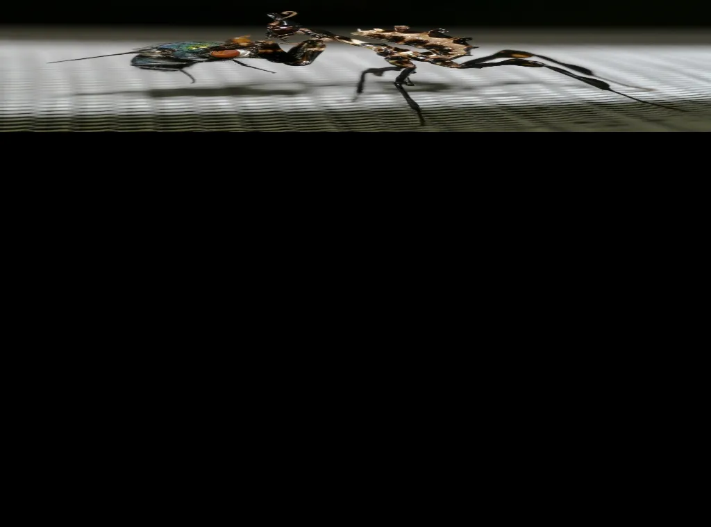 Idolomantis diabolica