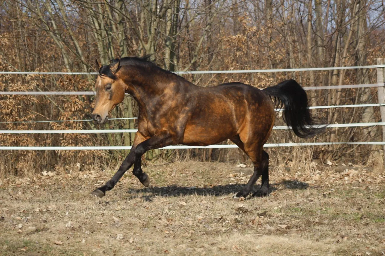 AQHA Reining Quarter Horse Hengst