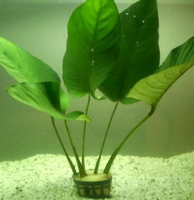 Anubias im Topf   30 cm hoch, kräftig. 3 € (siehe Bild)