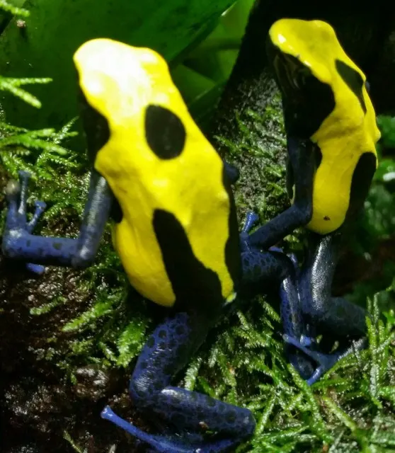 Biete aus eigener Hobby Zucht verschiedene Pfeilgiftfrösche / Dendrobaten