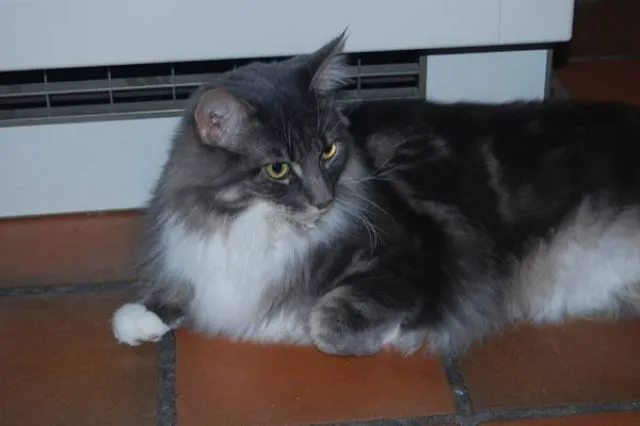 MAIN COON BLUE SILVER TABBY