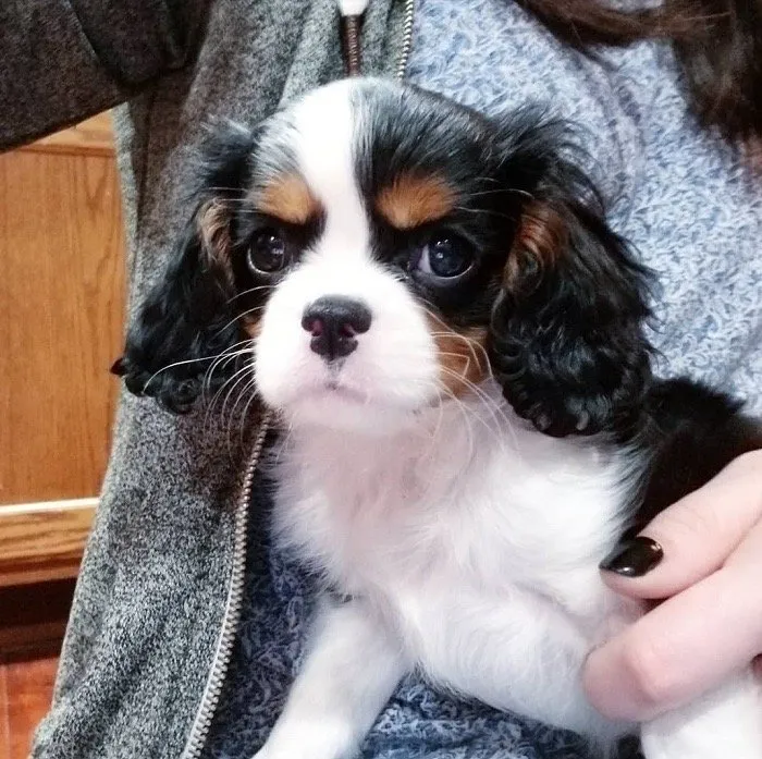 Cavalier King Charles Spaniel Welpen Blenheim & tricolor – Bild 1