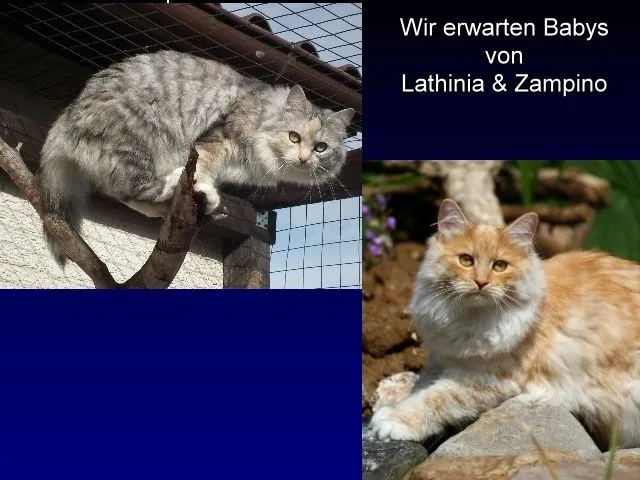 Wir erwarten Sibirer & Neva Babys ♥