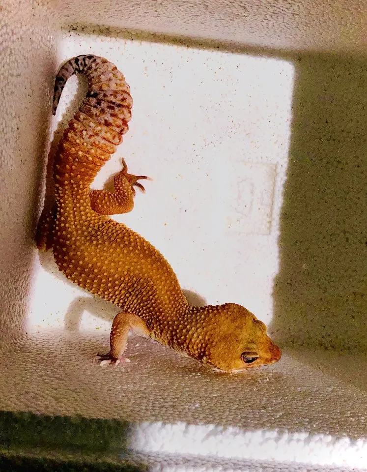 0,2 Leopardgeckos Morphe “Inferno Blood”