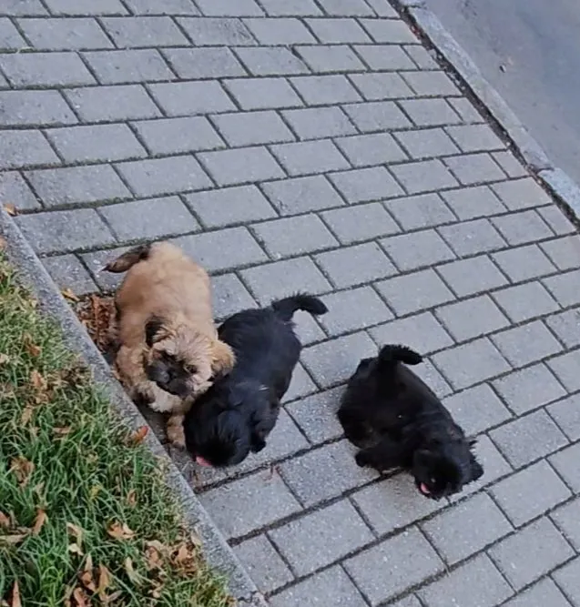 Shih Tzu  Welpen Rüden – Bild 1