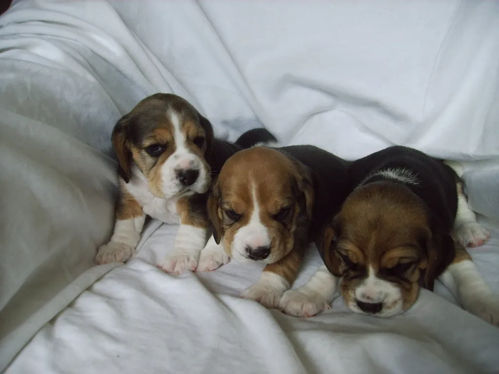 Beagles of the Jolly Kids – Bild 1