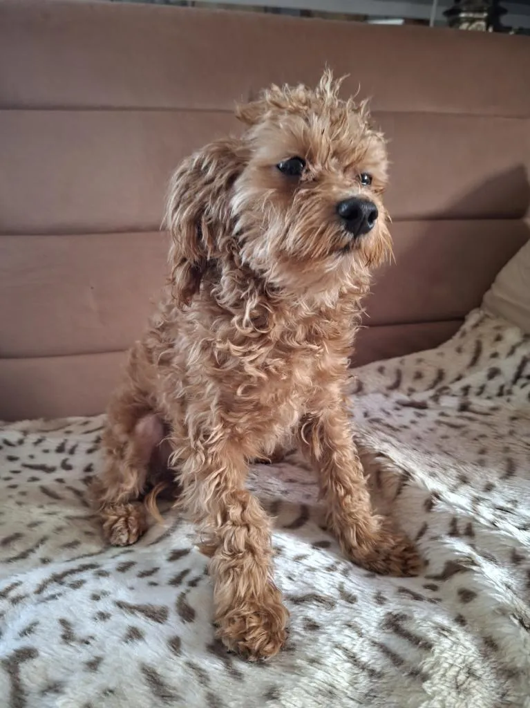 F1-Maltipoo-Rüde liebevoll aufgezogen & bereit für sein Für-immer-Zuhause