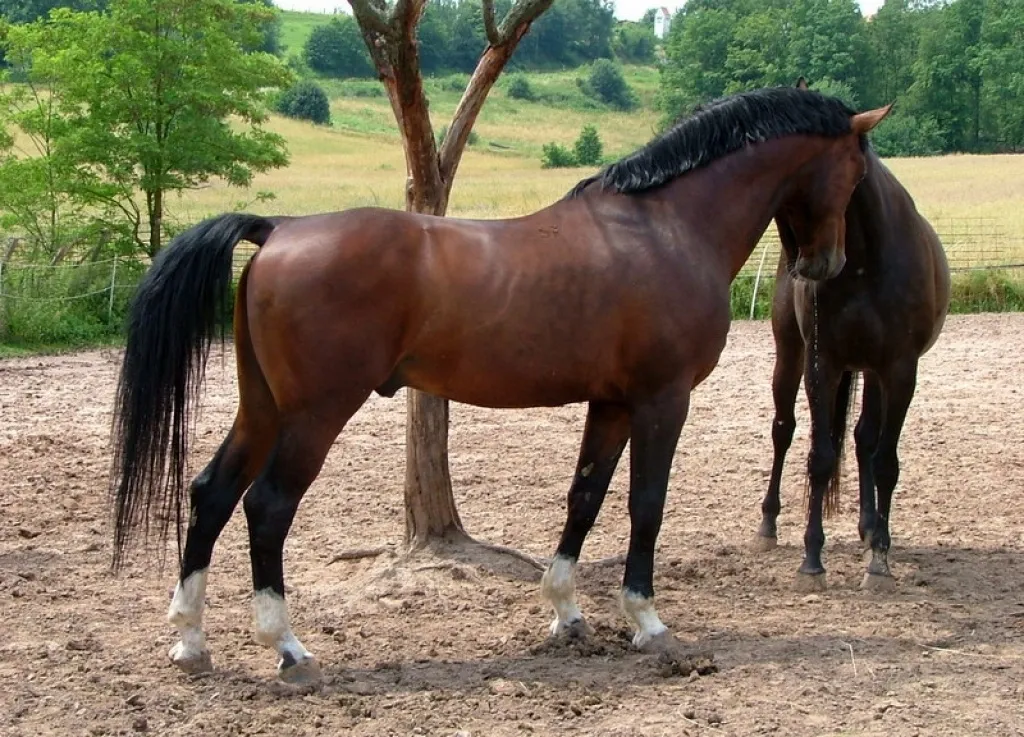 gekörter Furioso North-Star