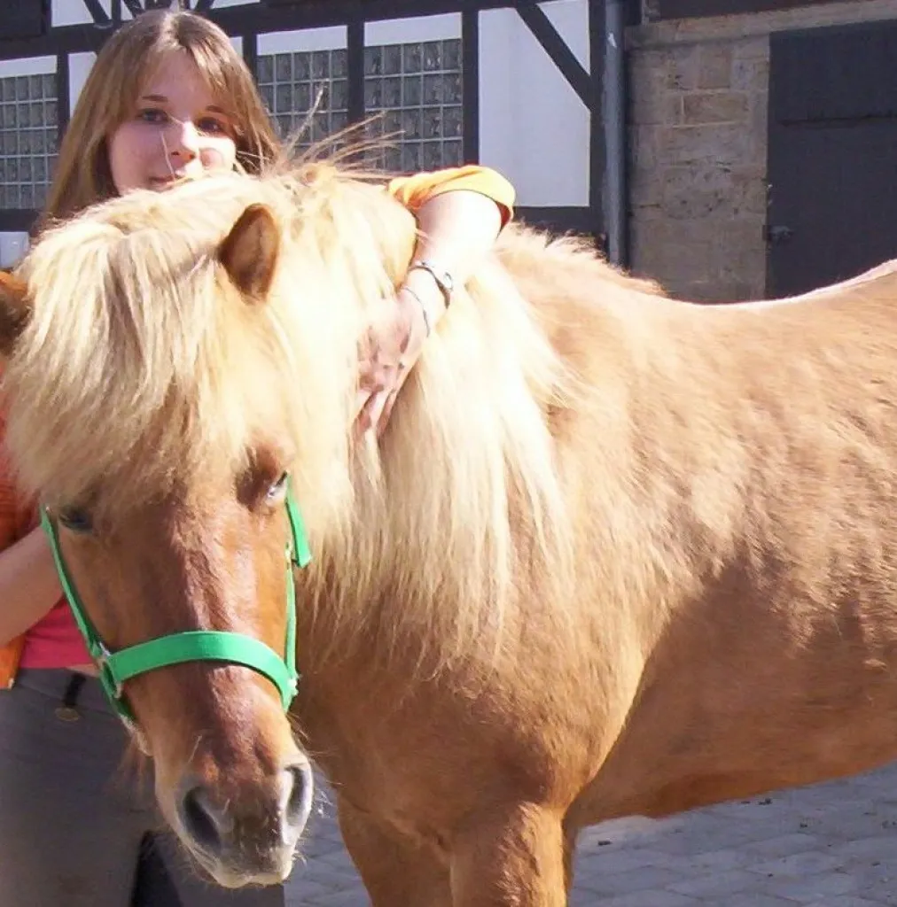 Suche Reitbeteiligung in Frankfurt und Umgebung