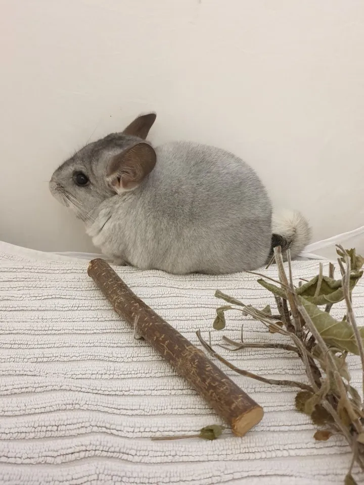 Chinchillajungtiere  Angora