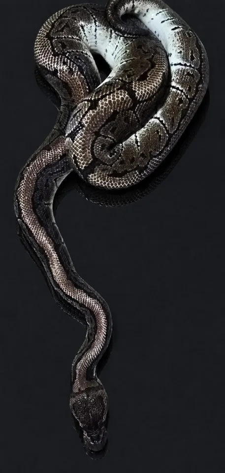 1.0 Pinstripe het. Clown ( Königspython / Python regius )