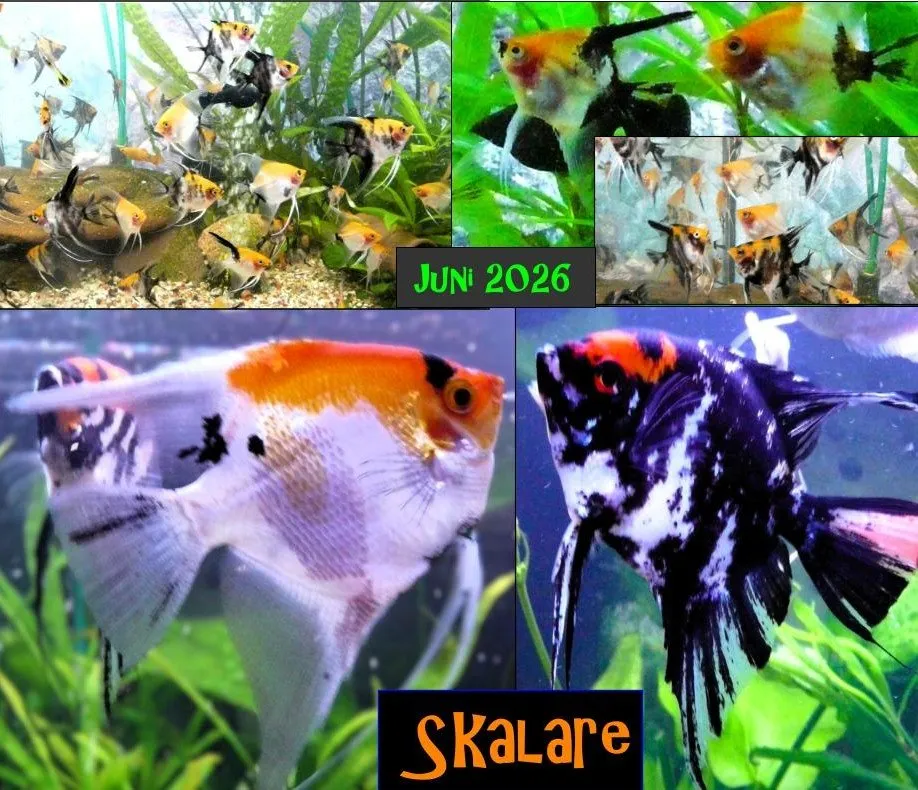 Skalare (Red Devil) Jungfische abzugeben !