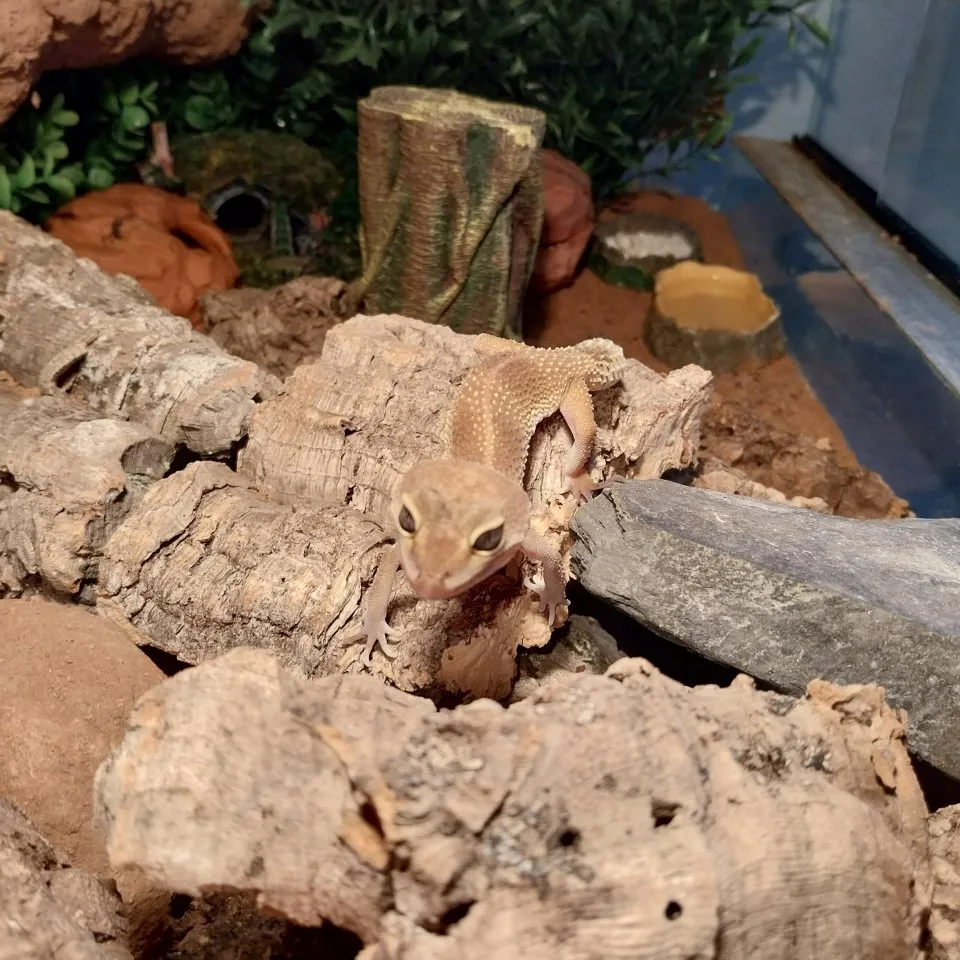 🦎 Liebevoller Leopardgecko mit großem Terrarium abzugeben 🏡