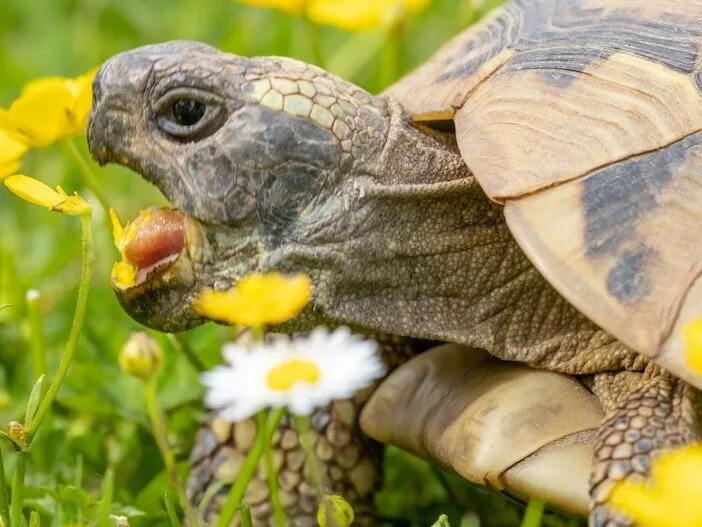 Nehme Landschildkröten auf. Europäische und tropische Arten.