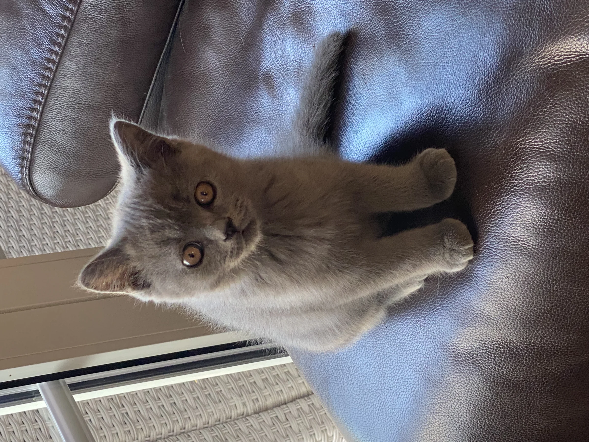 Traumhafte BKH Blue 1 Kitten Kater frei liebevoll aufgezogen 6 Herzensbrecher abgabebereit – Bild 1