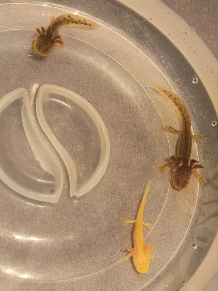 Junge Axolotl Abzugeben – Bild 1
