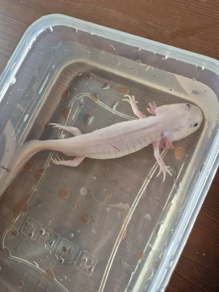 Suche Axolotl Notstation