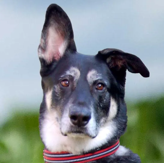 BAILEY BOY - Schäfer-Mix - 5 Jahre - Tierhilfe-Franken e.V.