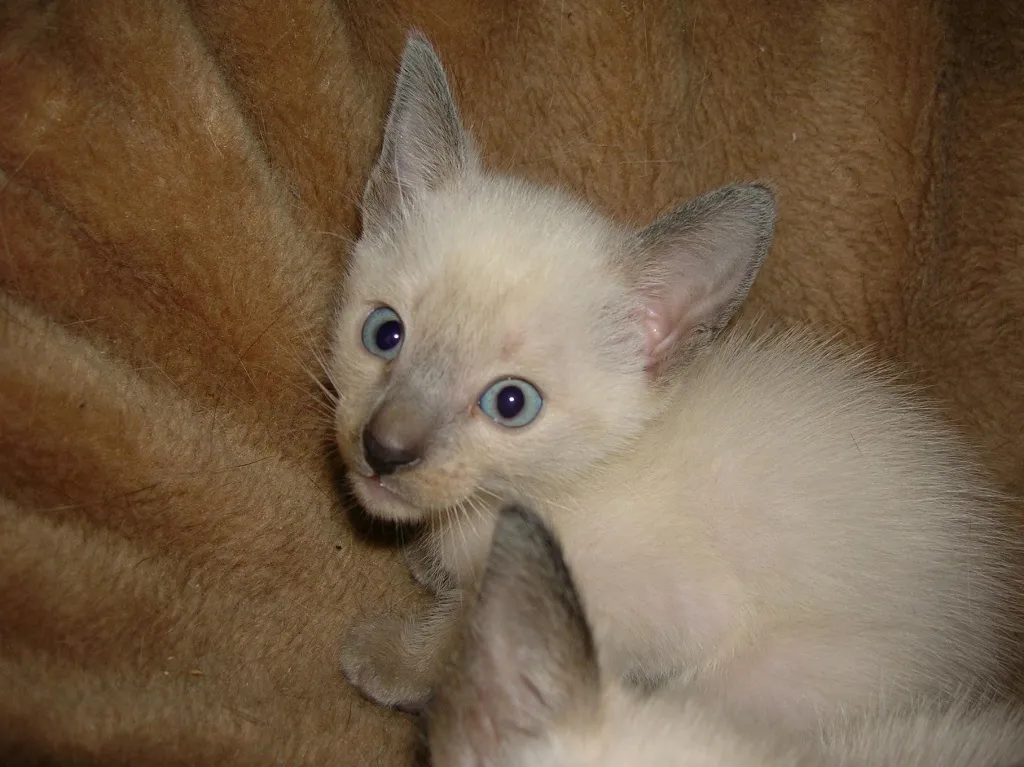 Siam Kitten Katzen Kater 6 Wochen Jung